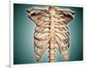 Close-Up View of Human Rib Cage-null-Framed Art Print