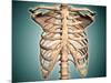 Close-Up View of Human Rib Cage-null-Mounted Art Print