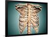 Close-Up View of Human Rib Cage-null-Framed Art Print