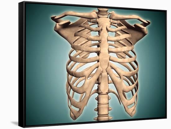 Close-Up View of Human Rib Cage-null-Framed Stretched Canvas