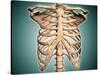 Close-Up View of Human Rib Cage-null-Stretched Canvas