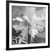 Close up View of Orchard-Philip Gendreau-Framed Photographic Print