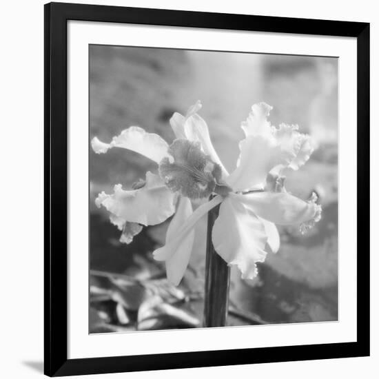 Close up View of Orchard-Philip Gendreau-Framed Photographic Print