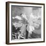 Close up View of Orchard-Philip Gendreau-Framed Photographic Print