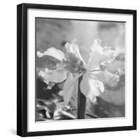 Close up View of Orchard-Philip Gendreau-Framed Photographic Print