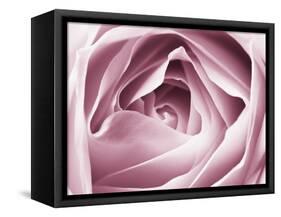 Close-up View of Pink Rose-Clive Nichols-Framed Stretched Canvas