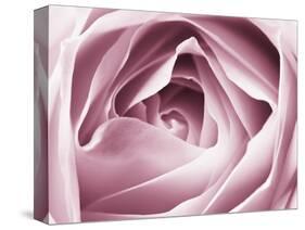 Close-up View of Pink Rose-Clive Nichols-Stretched Canvas
