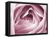 Close-up View of Pink Rose-Clive Nichols-Framed Stretched Canvas