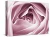 Close-up View of Pink Rose-Clive Nichols-Stretched Canvas