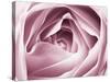 Close-up View of Pink Rose-Clive Nichols-Stretched Canvas