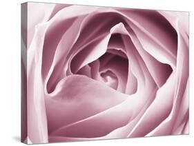 Close-up View of Pink Rose-Clive Nichols-Stretched Canvas