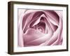 Close-up View of Pink Rose-Clive Nichols-Framed Premium Photographic Print