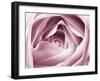 Close-up View of Pink Rose-Clive Nichols-Framed Premium Photographic Print