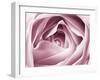 Close-up View of Pink Rose-Clive Nichols-Framed Premium Photographic Print