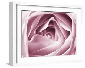 Close-up View of Pink Rose-Clive Nichols-Framed Premium Photographic Print