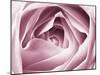 Close-up View of Pink Rose-Clive Nichols-Mounted Premium Photographic Print