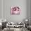 Close-up View of Pink Rose-Clive Nichols-Photographic Print displayed on a wall
