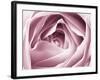 Close-up View of Pink Rose-Clive Nichols-Framed Photographic Print