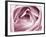 Close-up View of Pink Rose-Clive Nichols-Framed Photographic Print