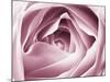 Close-up View of Pink Rose-Clive Nichols-Mounted Photographic Print