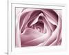 Close-up View of Pink Rose-Clive Nichols-Framed Photographic Print