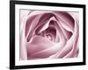 Close-up View of Pink Rose-Clive Nichols-Framed Photographic Print