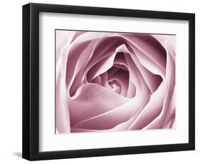 Close-up View of Pink Rose-Clive Nichols-Framed Photographic Print