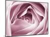 Close-up View of Pink Rose-Clive Nichols-Mounted Photographic Print