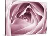 Close-up View of Pink Rose-Clive Nichols-Stretched Canvas