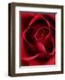 Close-up View of Red Rose-Clive Nichols-Framed Photographic Print