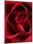 Close-up View of Red Rose-Clive Nichols-Mounted Photographic Print