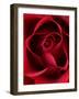 Close-up View of Red Rose-Clive Nichols-Framed Photographic Print