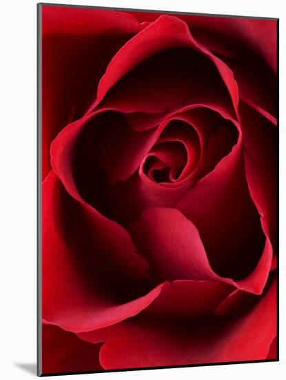 Close-up View of Red Rose-Clive Nichols-Mounted Photographic Print