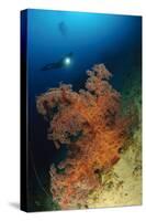 Close-Up View of Soft Tree Coral, Gorontalo, Sulawesi, Indonesia-null-Stretched Canvas