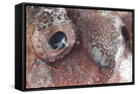 Close-Up View of the Eye of a Tassled Scorpionfish-Stocktrek Images-Framed Stretched Canvas