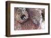 Close-Up View of the Eye of a Tassled Scorpionfish-Stocktrek Images-Framed Photographic Print