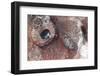 Close-Up View of the Eye of a Tassled Scorpionfish-Stocktrek Images-Framed Photographic Print