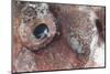 Close-Up View of the Eye of a Tassled Scorpionfish-Stocktrek Images-Mounted Photographic Print