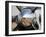 Close-Up View of the Propeller of an Iraqi Air Force T-6 Texan Trainer Aircraft-null-Framed Premium Photographic Print