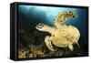 Close-Up View of the Underside of a Hawksbill Sea Turtle with Barnacles-null-Framed Stretched Canvas