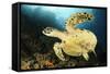 Close-Up View of the Underside of a Hawksbill Sea Turtle with Barnacles-null-Framed Stretched Canvas