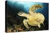 Close-Up View of the Underside of a Hawksbill Sea Turtle with Barnacles-null-Stretched Canvas