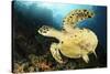 Close-Up View of the Underside of a Hawksbill Sea Turtle with Barnacles-null-Stretched Canvas