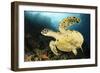 Close-Up View of the Underside of a Hawksbill Sea Turtle with Barnacles-null-Framed Photographic Print