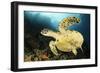 Close-Up View of the Underside of a Hawksbill Sea Turtle with Barnacles-null-Framed Photographic Print