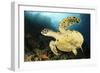 Close-Up View of the Underside of a Hawksbill Sea Turtle with Barnacles-null-Framed Photographic Print