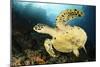 Close-Up View of the Underside of a Hawksbill Sea Turtle with Barnacles-null-Mounted Photographic Print