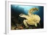 Close-Up View of the Underside of a Hawksbill Sea Turtle with Barnacles-null-Framed Photographic Print