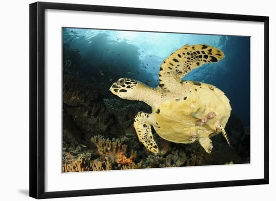 Close-Up View of the Underside of a Hawksbill Sea Turtle with Barnacles-null-Framed Photographic Print