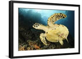 Close-Up View of the Underside of a Hawksbill Sea Turtle with Barnacles-null-Framed Photographic Print